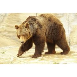 Mimoriadna situácia - Medveď hnedý - Prešovský kraj